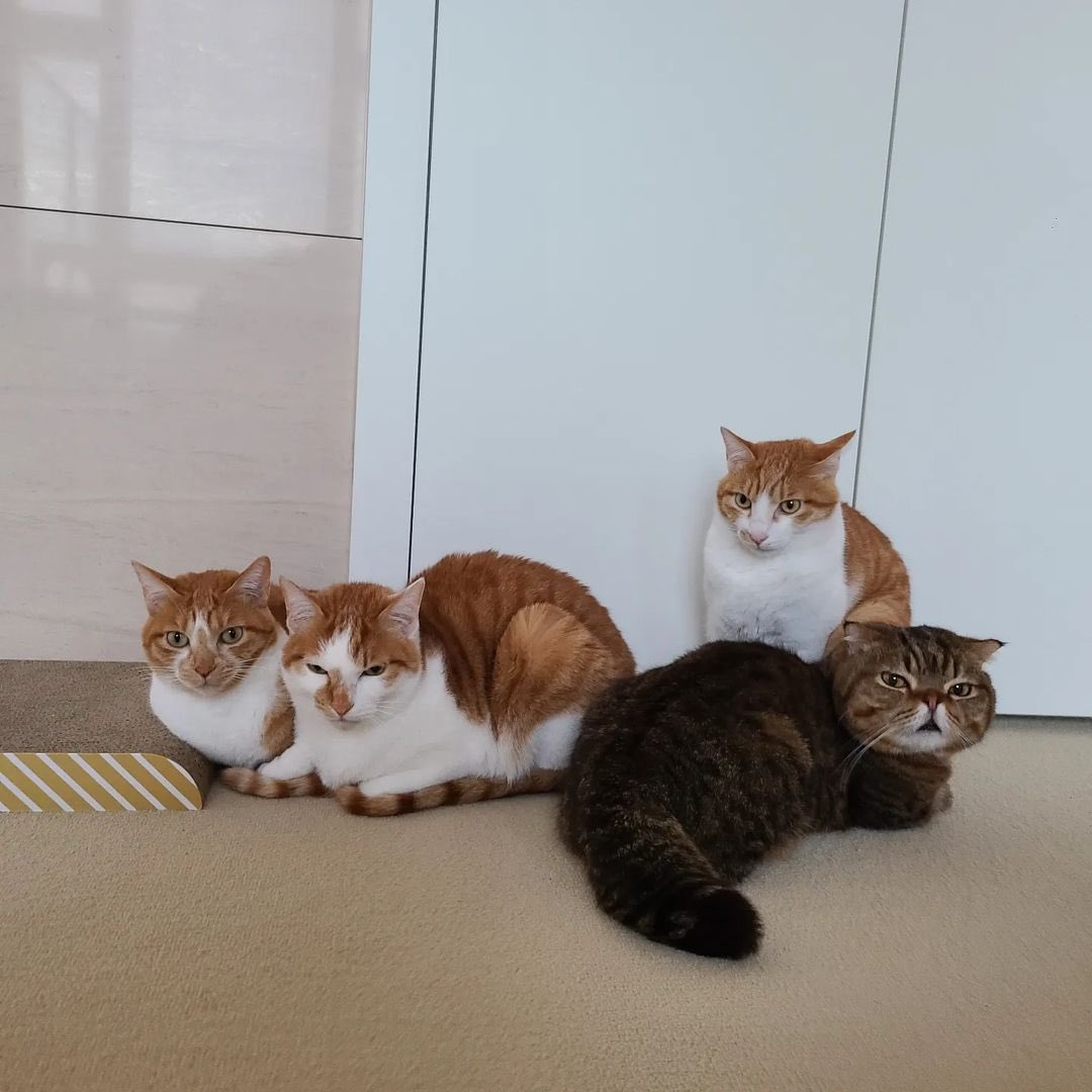 kittisaurus7's tweet photo. 청소기 돌리고 왔더니 냥글냥글 모여있어요.
루루가 지켜(!)주나봐요. 

#용맹한고양이 #루랑 #머리작게나옴 #야옹섬 #크집사 #Claire_Luvcat https://t.co/ZE3yqUrxQO