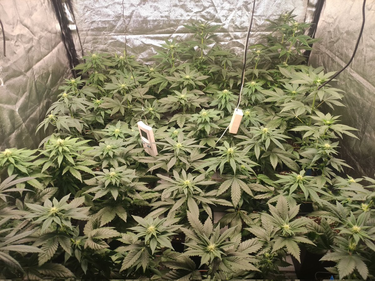 Nashtorn tweet media