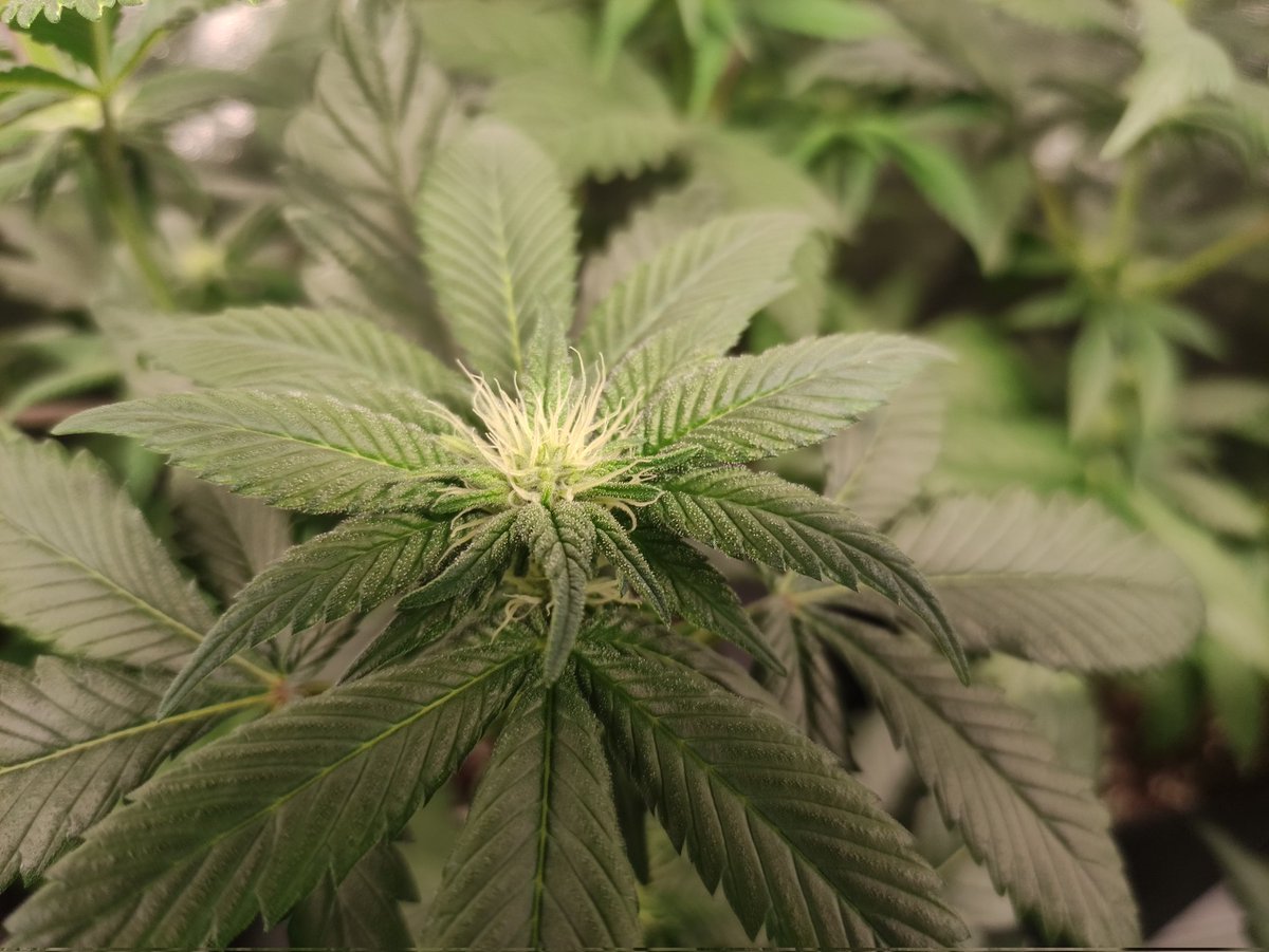 Nashtorn tweet media