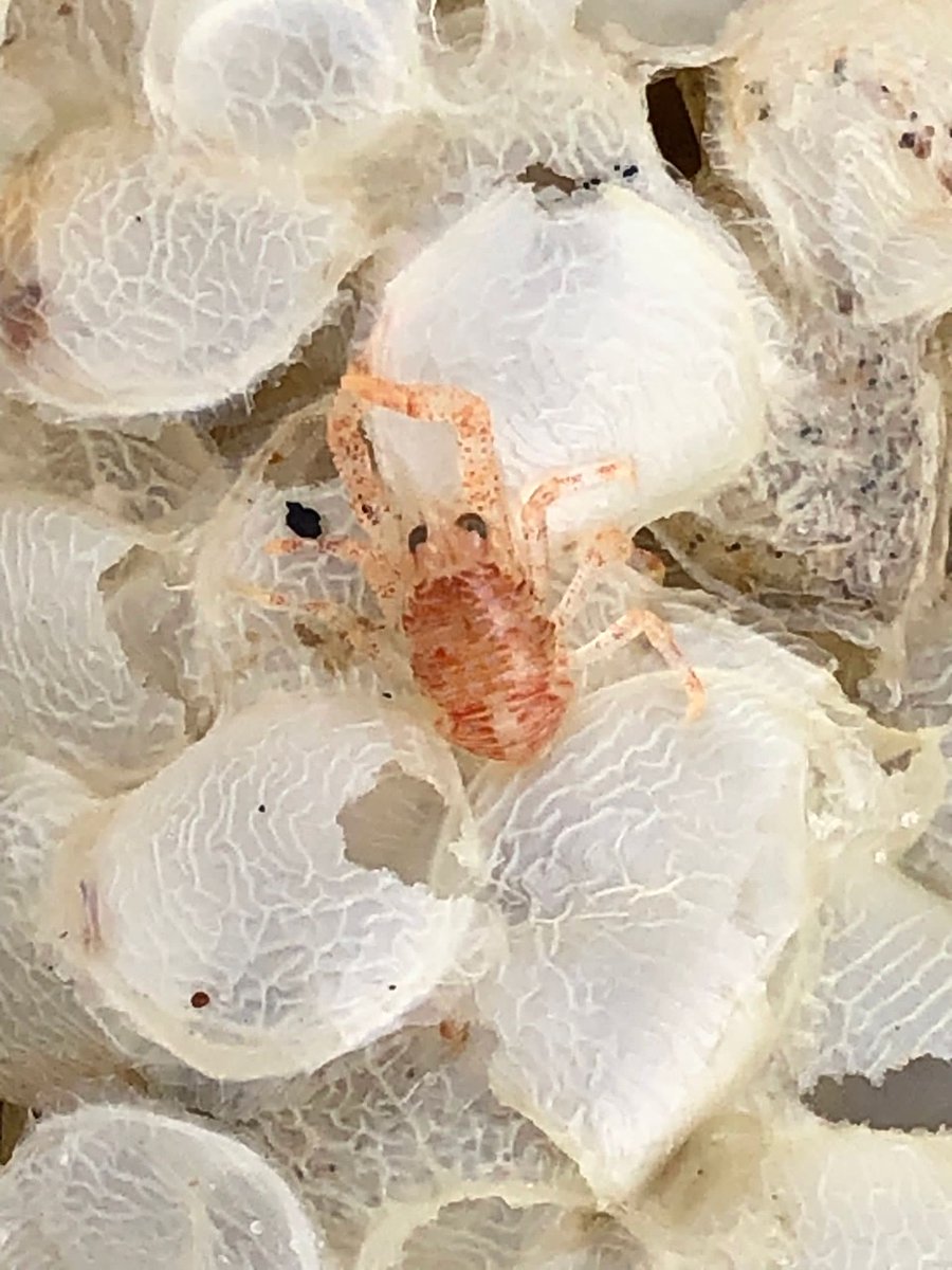 cleanseasplease's tweet image. What's this? Discovered by children from @allsaintsbex on #WildBeachSchool with #CleanSeasPlease at #Bexhill beach
⬇️⬇️⬇️

⬇️⬇️

A juvenile #SquatLobster enjoying some takeaway #CommonWhelk eggs? It's amazing when we stop, slow down and observe the small things on the beach