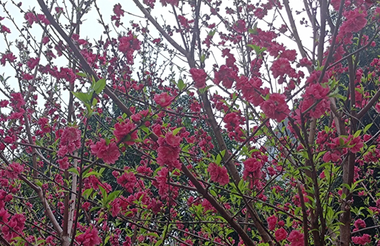 laiman_johnson's tweet photo. The peach blossoms of the school are blooming, which is very beautiful. https://t.co/B0fdaZOF8k