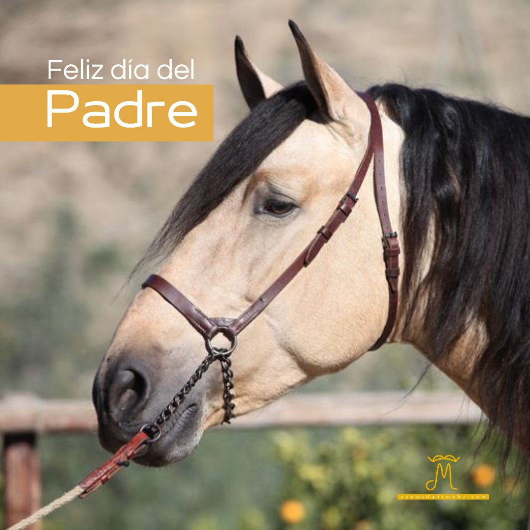 yeguadadimoba's tweet photo. Comenzamos el sábado felicitando a todos los padres y a todos los José 👏
Y lo hacemos con esta bonita imagen de Gádor, semental Pura Raza Española bayo con el hierro de Yeguada Dimoba 🔸
¡Feliz día del padre! 🙌
#diadelpadre #sementalpre https://t.co/PqkR9IE3ZE
