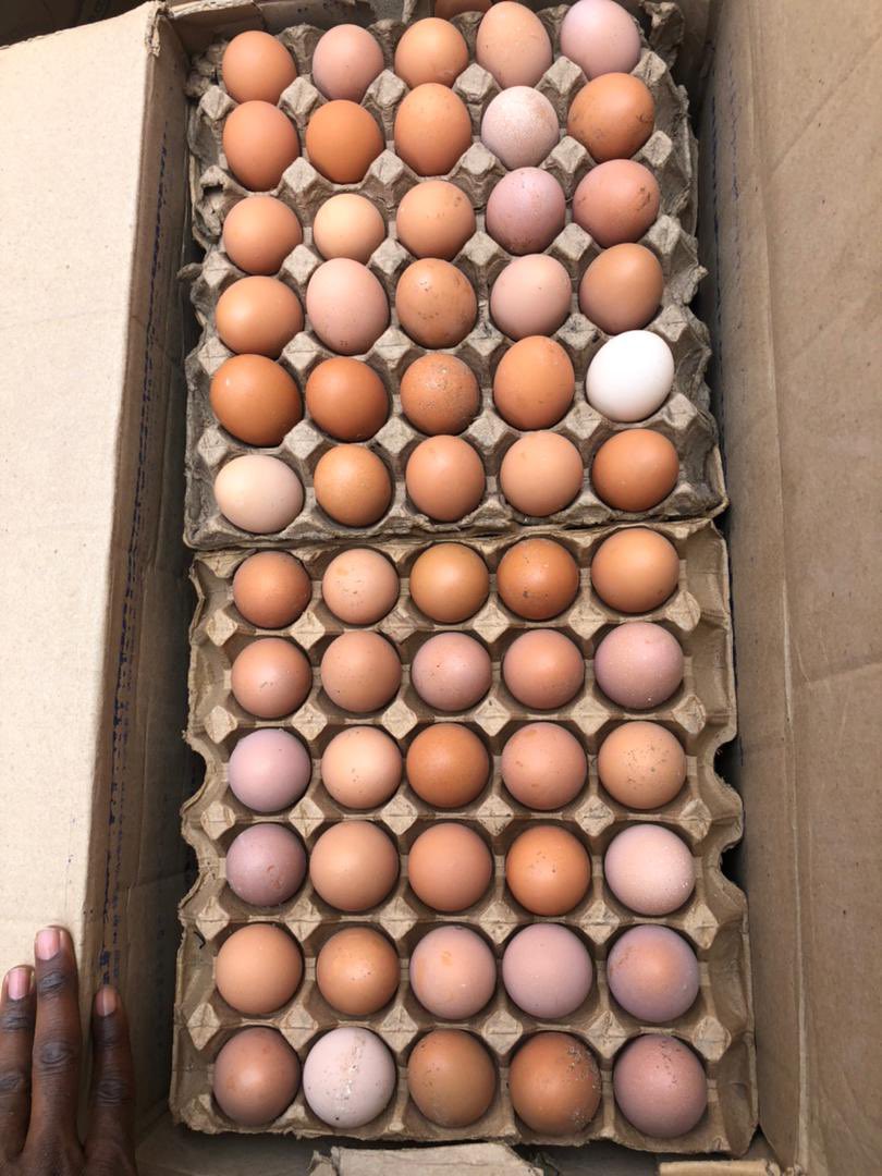 Elie Lomboto🇨🇩🐓 tweet media
