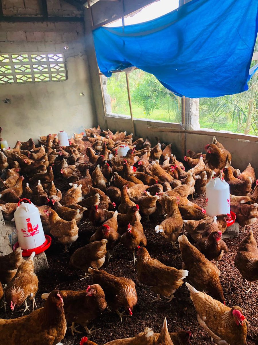 Elie Lomboto🇨🇩🐓 tweet media