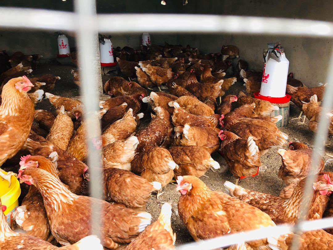 Elie Lomboto🇨🇩🐓 tweet media