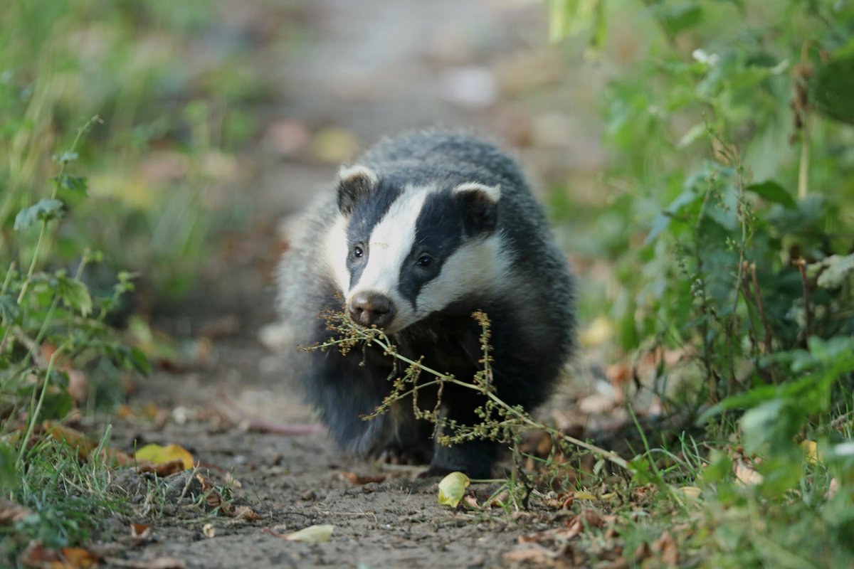 Truth about culling: mass slaughter of Badgers enabled by <a href="/DefraGovUK/">Defra UK</a> &amp; <a href="/NaturalEngland/">Natural England</a> "has had no discernible impact on bovine tuberculosis because the declines in ... disease have been similar in areas where Badgers were culled and where they weren't" wildjustice.org.uk/general/import…