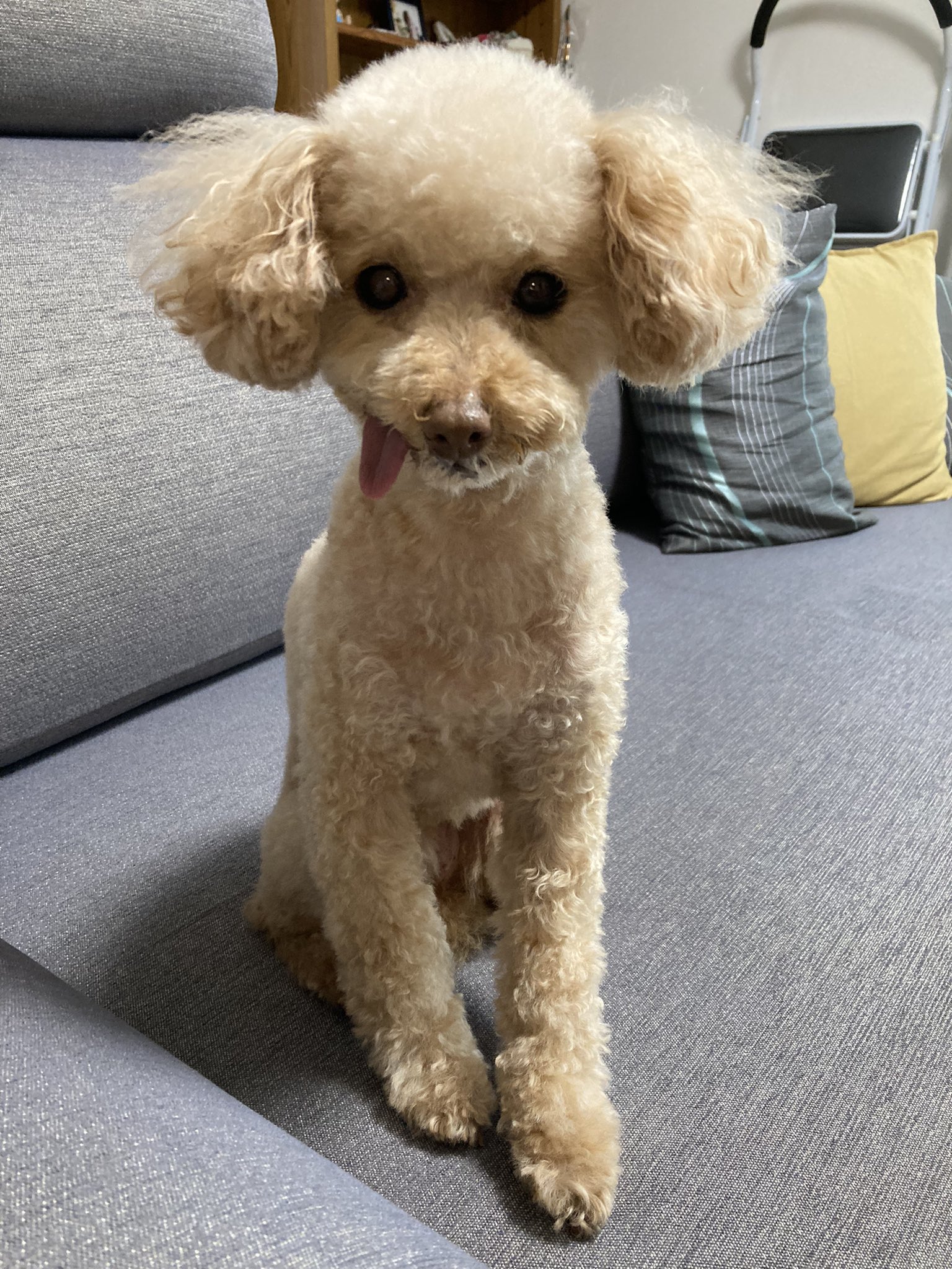 Cocoちゃん 保護犬カフェ立川卒業犬 Coco Twitter