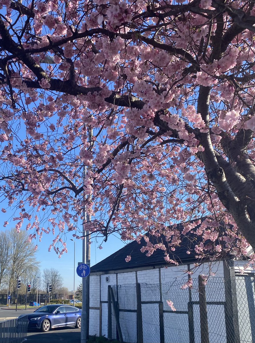 CommReAwards's tweet image. Lovely early morning walk in Northwich 

Favourite Tree, Building and Shop Sign 
@plaza_northwich @Tim_Burgess