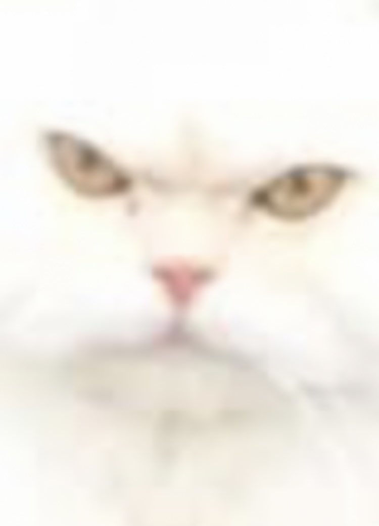Patchy55's tweet photo. I see this cat everyday on my walk and I’m sure he hates me! #AngryCloud https://t.co/IVHuVuO2HS