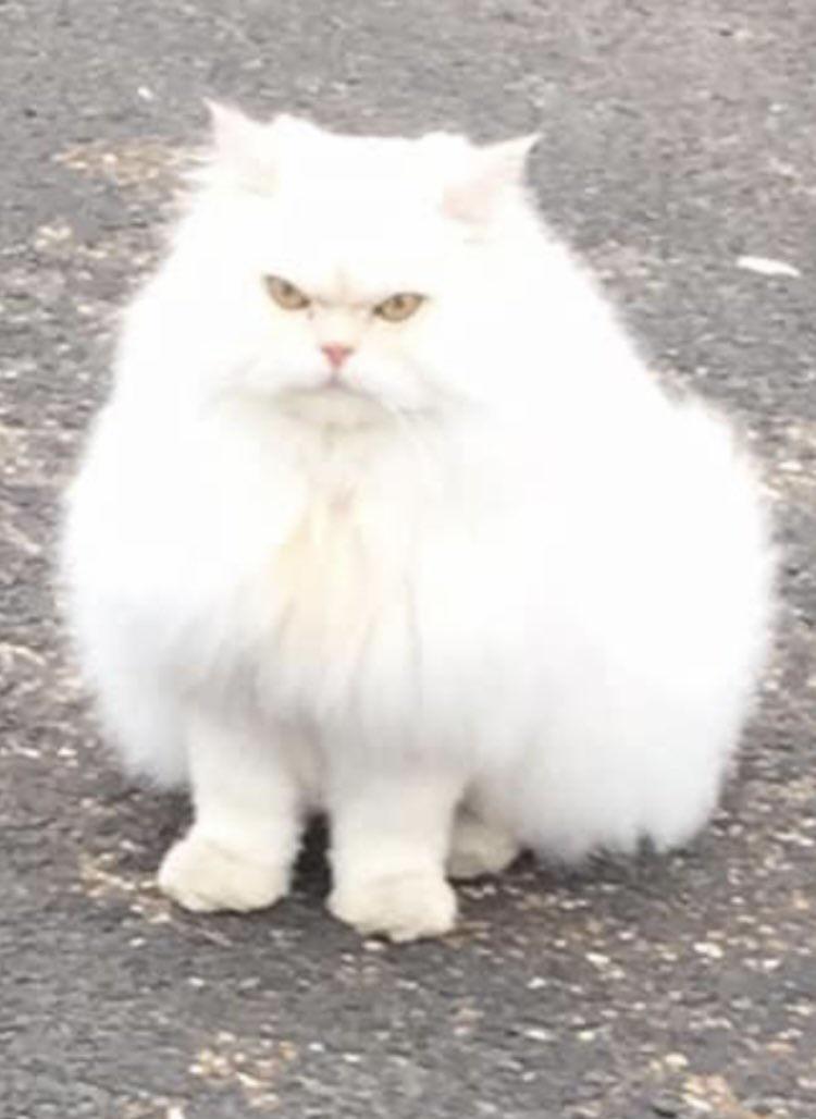 Patchy55's tweet photo. I see this cat everyday on my walk and I’m sure he hates me! #AngryCloud https://t.co/IVHuVuO2HS