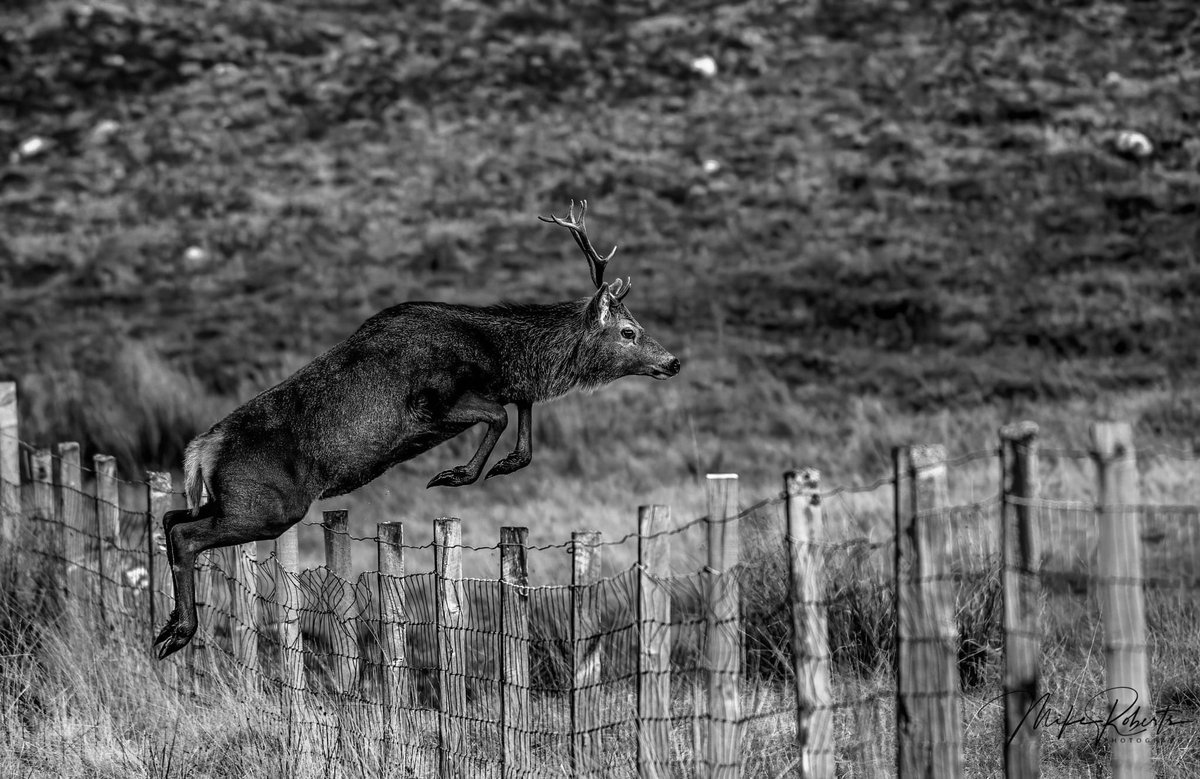 And they are off! Huge jumps from these Red we came across in the highlands <a href="/BritishDeerSoc/">British Deer Society (BDS)</a>  <a href="/IAOWP1/">IAOWP</a> @Benro_UK <a href="/UKNikon/">Nikon UK & Ireland</a> <a href="/ScotWildlife/">Scottish Wildlife Trust</a> <a href="/WildlifeMag/">BBC Wildlife</a> #BBCWildlifePOTD