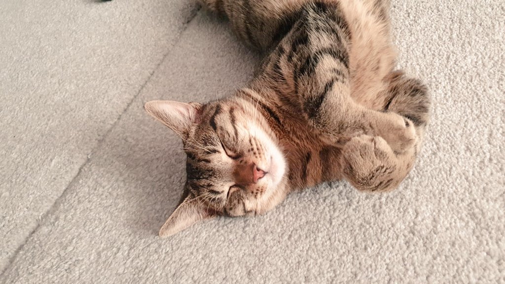jadelarkinn's tweet photo. #Caturday https://t.co/43nH8itlyo