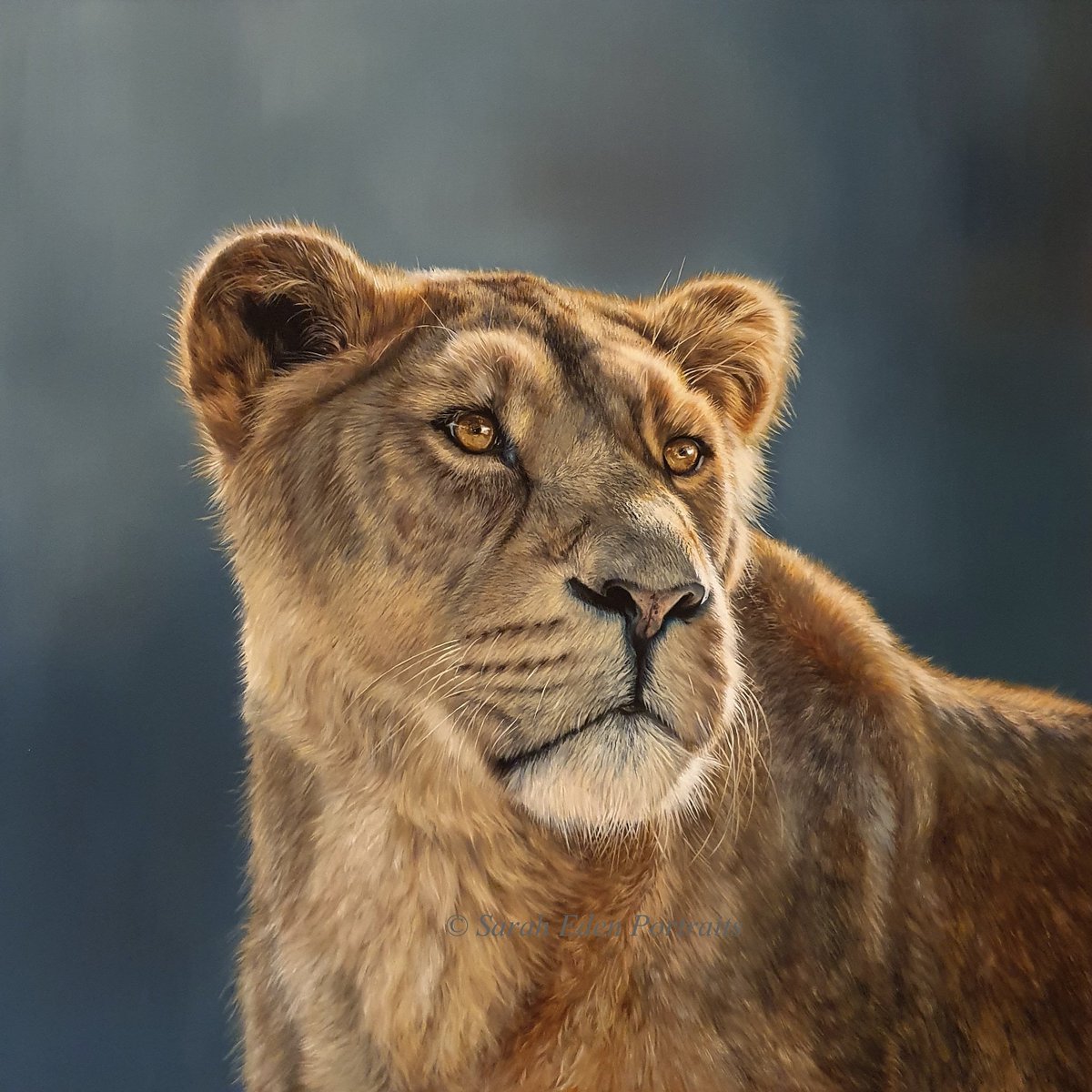 Finished this painting exactly a year ago. I think it's time to move onto my next wildlife piece.... this time I'm going to try my hand at primates. Watch this space 🦍🦍🦍

#lioness #lionesses #lioness #bigcat #bigcat #lionpainting #artforsale #buyart #originalart #oilpainting