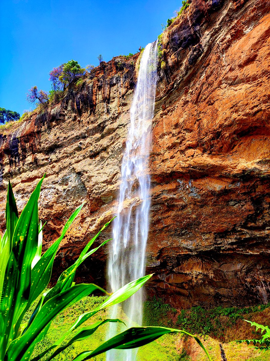 UgandaWaka's tweet photo. The name sipi was derived from the word ‘sep’ which is a name of a wild banana-like indigenous plant that grows along the banks of the Sipi River.Resembling a type of wild banana, Sep has a translucent green frond with a bolt of crimson rib.

📍 SipiFalls,UGANDA
#ExploreUganda https://t.co/0lLaWgFTtl