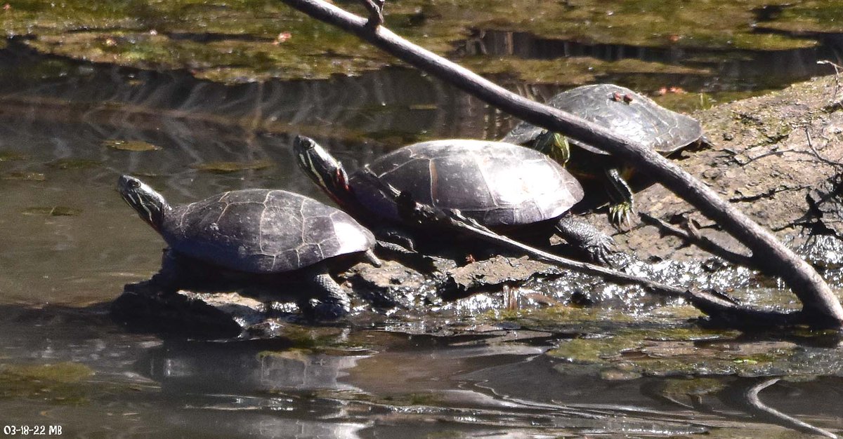 MikeSlickster's tweet photo. #Lunchtime #Photography Three Bumps on a Log; #RedEaredSliders #Terrapins Happy Saturday! https://t.co/ln968VUwtA