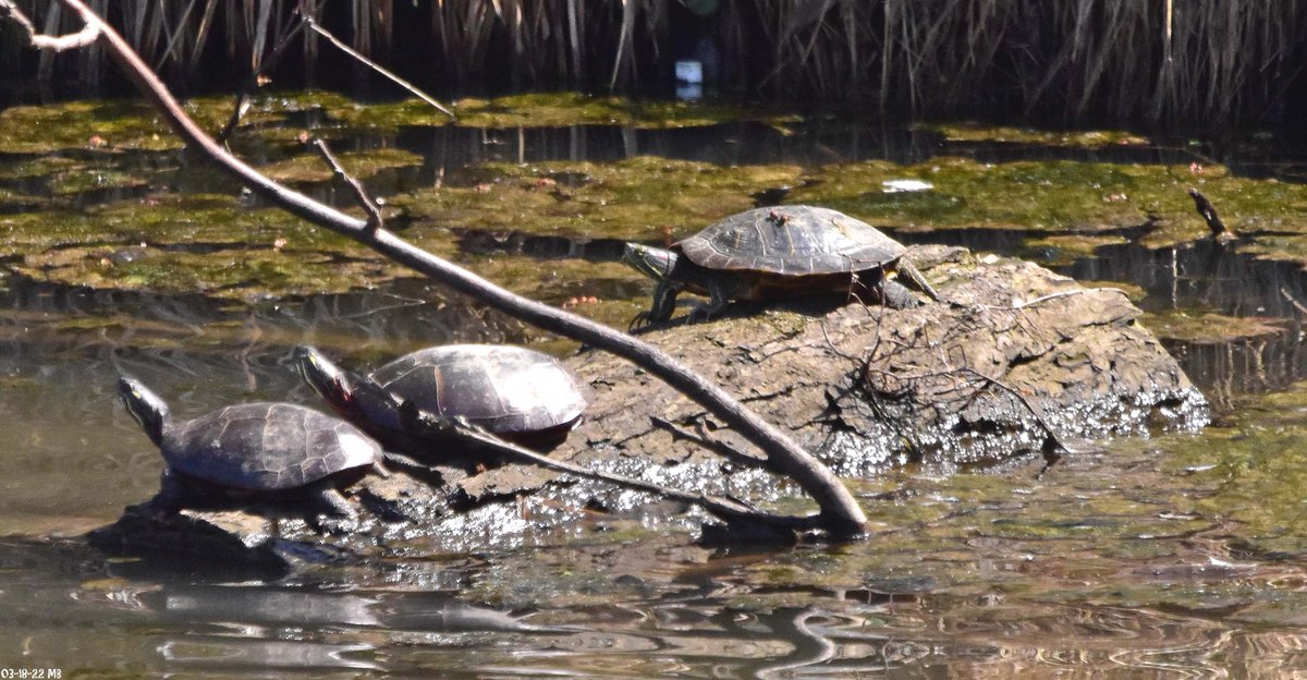 MikeSlickster's tweet photo. #Lunchtime #Photography Three Bumps on a Log; #RedEaredSliders #Terrapins Happy Saturday! https://t.co/ln968VUwtA