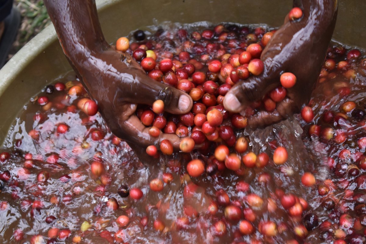 UgandaCoffee_'s tweet photo. #CoffeeReport: Uganda exported a total of 448,957 60-kilo bags of coffee valued at US$72.17m in Feb 2022 at an average weighted price of US$ 2.68 /kilo, 11 cents higher than US$ 2.57 /kilo in Jan 2022 &amp; US$ 1.18 higher than US$ 1.48/kilo in Feb 2021. https://t.co/lmjBDz2zQp https://t.co/k1yYngGAac