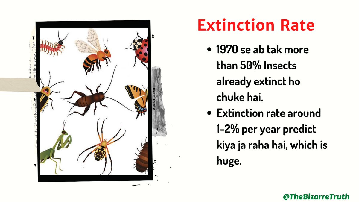 TheBizarreTruth's tweet photo. #nature bhi ek Kamal ki cheez hai, Humare is ecosystem m ek chote se keede se leke ek bade hathi tak sab equally important hai. There is no #Discrimination in Nature. 

Mother of all causes is #climate change. 
#saveinsects #SaveSoil #saveearth #savelife https://t.co/E9CZnwC15K