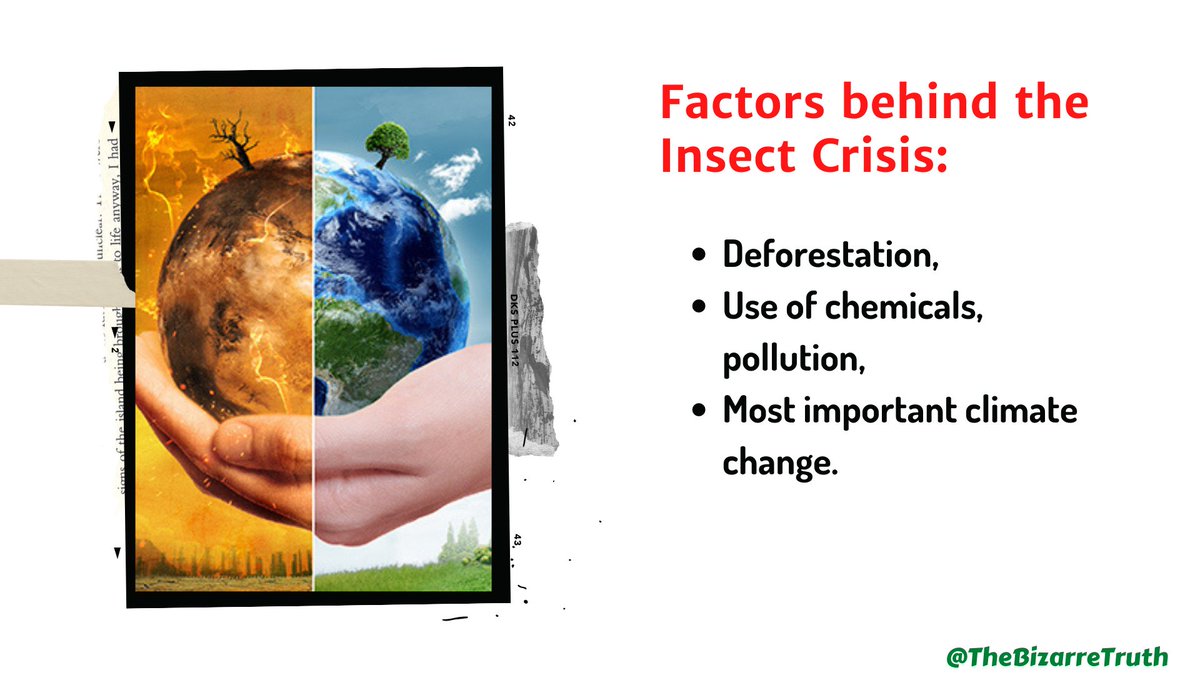 TheBizarreTruth's tweet photo. #nature bhi ek Kamal ki cheez hai, Humare is ecosystem m ek chote se keede se leke ek bade hathi tak sab equally important hai. There is no #Discrimination in Nature. 

Mother of all causes is #climate change. 
#saveinsects #SaveSoil #saveearth #savelife https://t.co/E9CZnwC15K