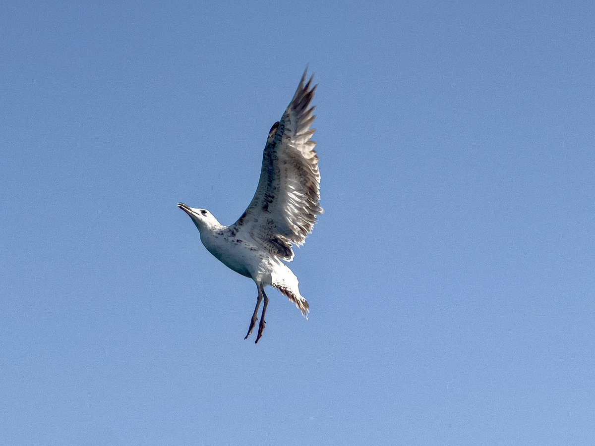 ashmita_m's tweet photo. A random click from the ferry Okha (Gujarat) from #iPhone13Pro  @Apple 
#ohsopro https://t.co/jnxq2sYXan