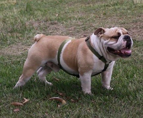 KristW74348's tweet photo. Bulldog

The Bulldog, also known as the English Bulldog or British Bulldog, is a medium-sized dog breed. It is a muscular, hefty dog with a wrinkled face and a distinctive pushed-in nose. https://t.co/4ge1gfjANX