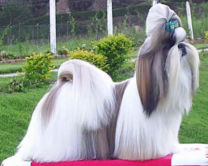 KristW74348's tweet photo. Shih Tzu

The Shih Tzu is an Asian toy dog breed originating from Tibet.[citation needed] This breed is well-known for their short snout and large round eyes, as well as their ever growing coat, floppy ears, and short and stout posture. https://t.co/eN7X77iyQh