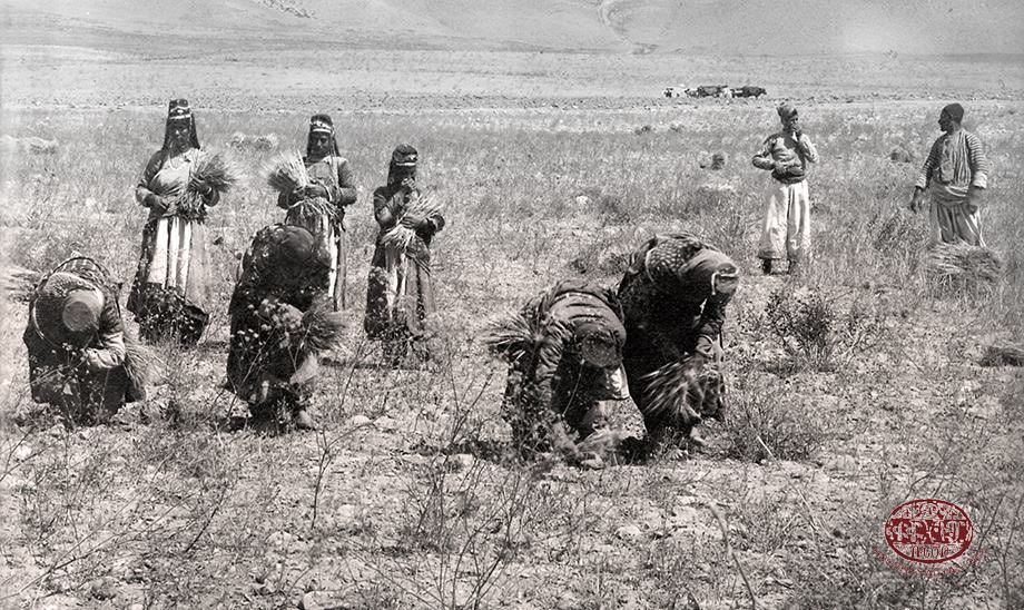TushBaA's tweet photo. Şuşanis köyü ile Hacıbekir mahallesi ( Xaçort ) arasındaki tarlalarda pancar toplayan insanlar 1900’li yıllar #Van https://t.co/acR9nWaZZY