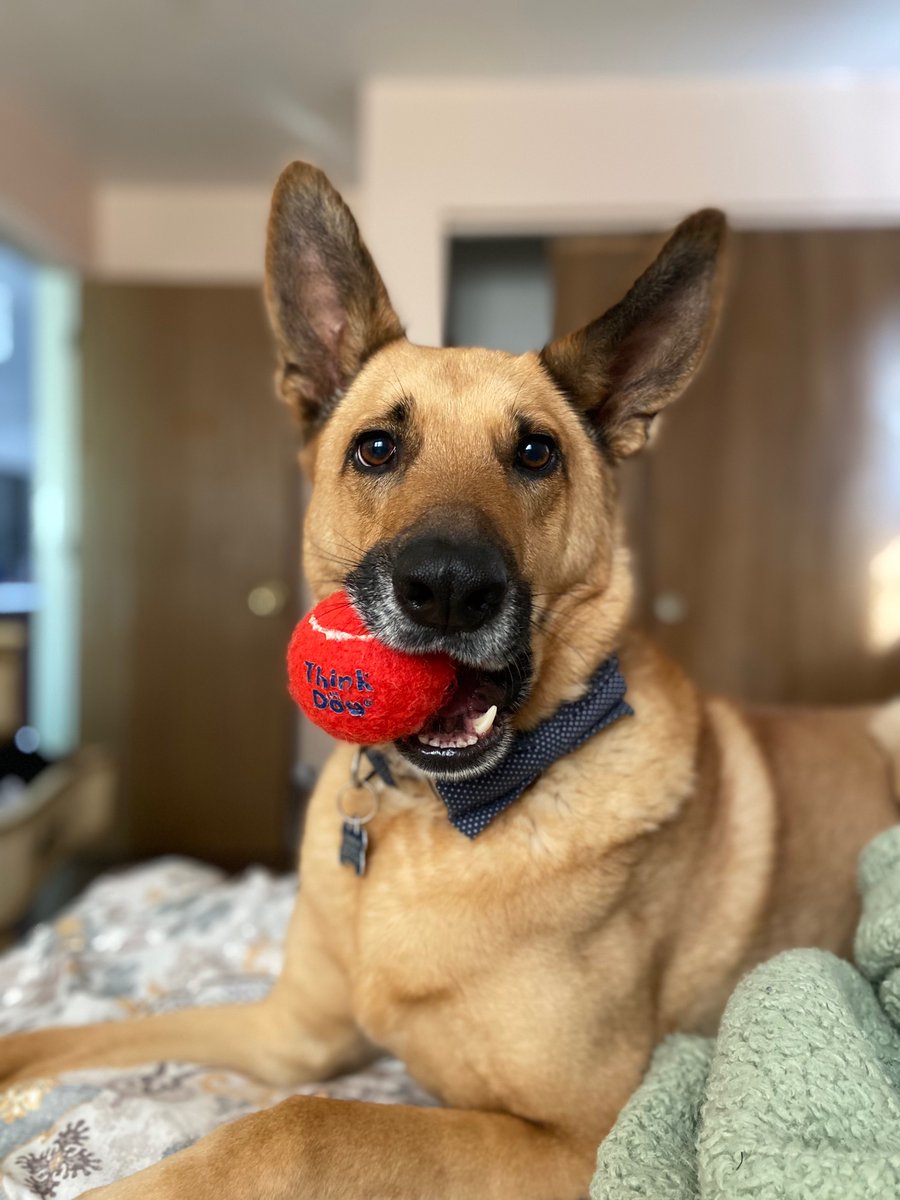 uhlickyaa's tweet photo. #BuschBarkBracke #Contest!

Benson ❤️ https://t.co/QX3wQTcgcP