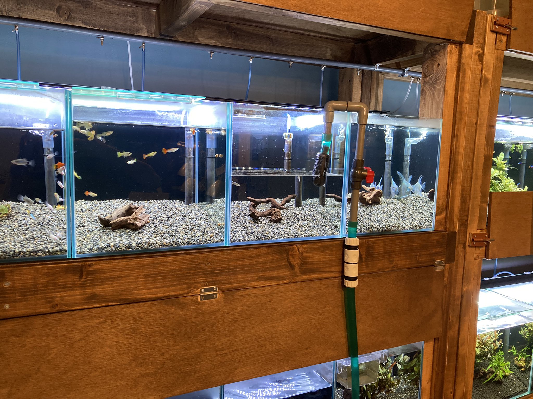 Aqua Plus Aquaplus3468 Twitter