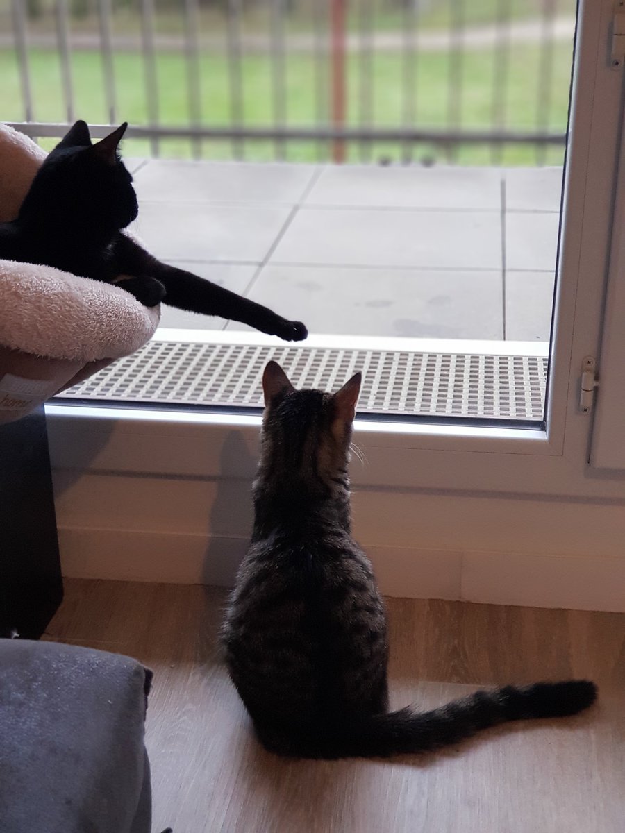 Njii_C's tweet photo. @Imagineuse Quelle magnifique histoire qui se termine si bien 🥰🥰
Et bien voici les deux chattes que j'ai adopté.  Leur maman est morte quand elles avaient 4 semaines. Elles ont ete choyées dans une famille d'accueil jusqu'au sevrage. Et depuis,elles font notre bonheur❤ https://t.co/OSrU7XwBfw