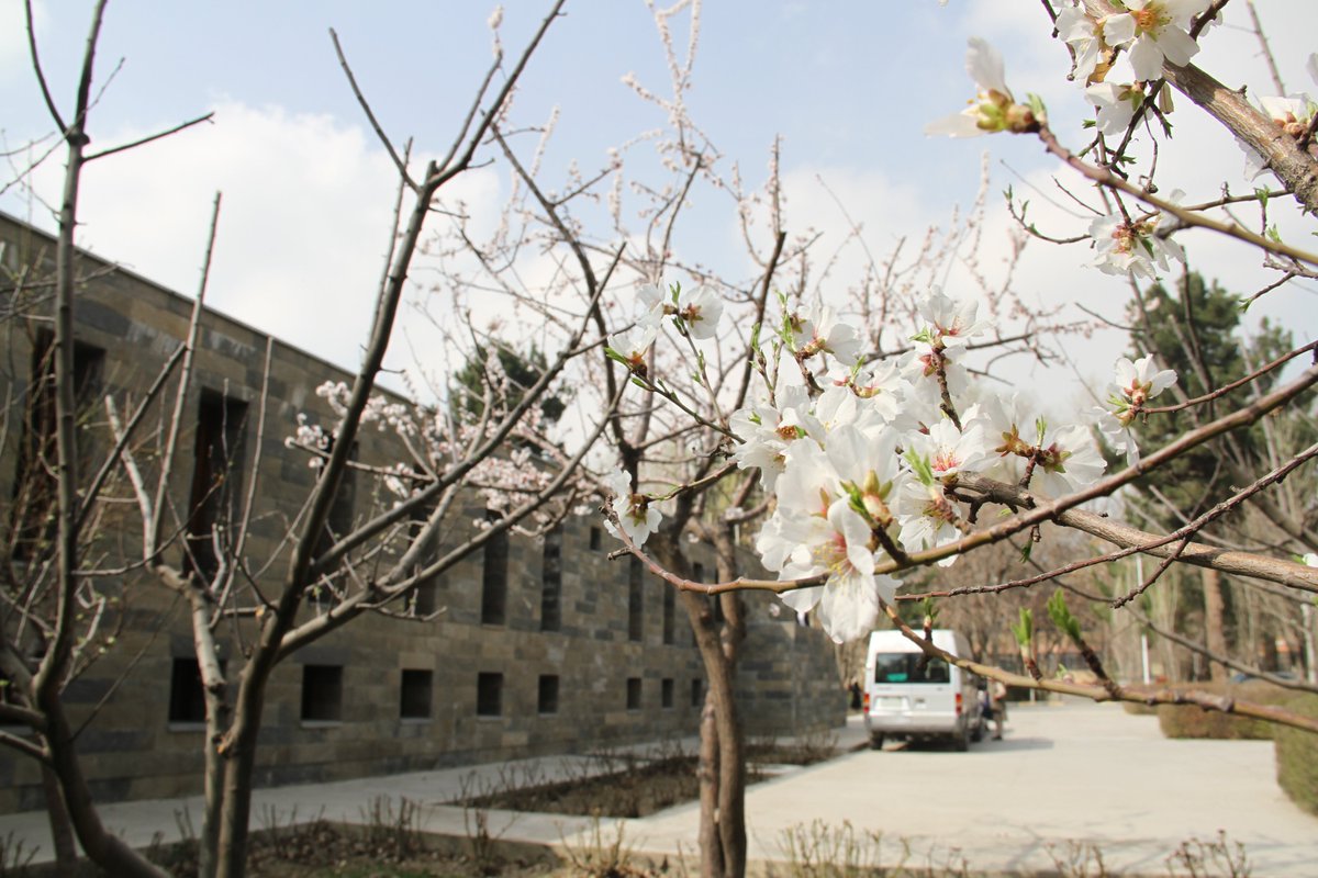 acku2007's tweet photo. "Look at the cherry blossoms! Their color and scent fall with them, are gone forever, yet mindless. The spring comes again."
Ikkyu Sojun
#CherryBlossoms #ACKU https://t.co/oEcjwCaqQK