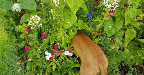 higgledygarden's tweet photo. Good morning. Here is a Higgledy guide to growing a cut flower patch from seed using our discounted 10th birthday bundle. :) https://t.co/bawUibrgMR https://t.co/wcy9ABrqOO
