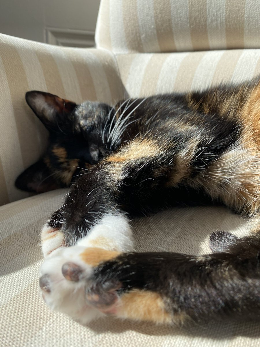 AriadnCuxirimay's tweet photo. Relaxing is a full time job. Even on a #Caturday.
#SuperChilled #CatNap #SunnyPatch #CatsOfTwitter #SaturdayMorning https://t.co/ZqArbKtNT3