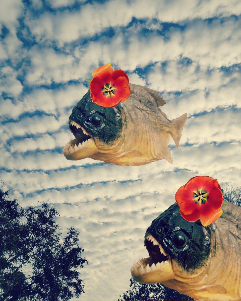 i_Dror's tweet image. Preparing to mint 1st original art nft series. Based on my years of wildlife photography.
#NFTs #NFTartist #NFTCommunity #idror #wildlife #originalart