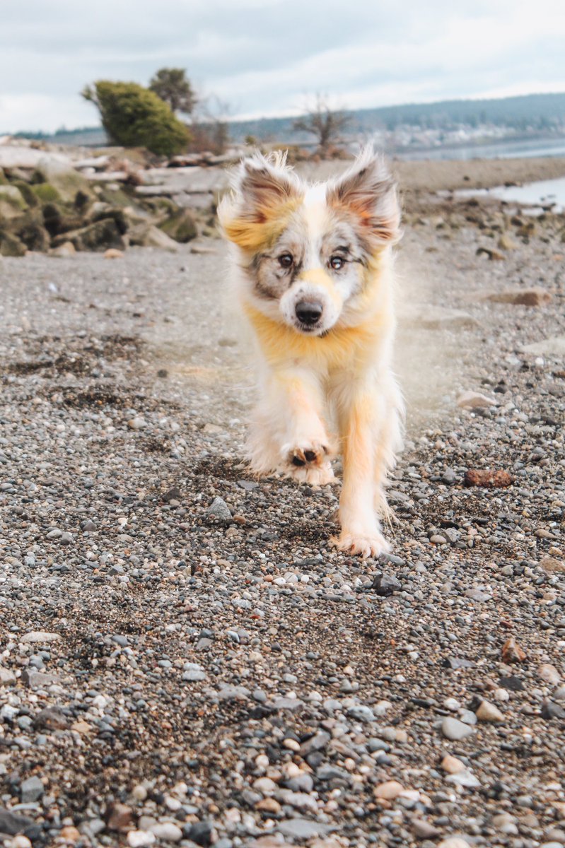 On her way to become the new face of <a href="/BuschBeer/">Busch Beer</a> #BuschBarkBracket #Contest 😍🙌🏼