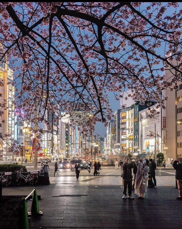 EijaLeino's tweet photo. Cherry blossoms in Tokyo - Ueno Park. #springpic Photo by @Tokyo.ig (IG) https://t.co/S5phTA82tP