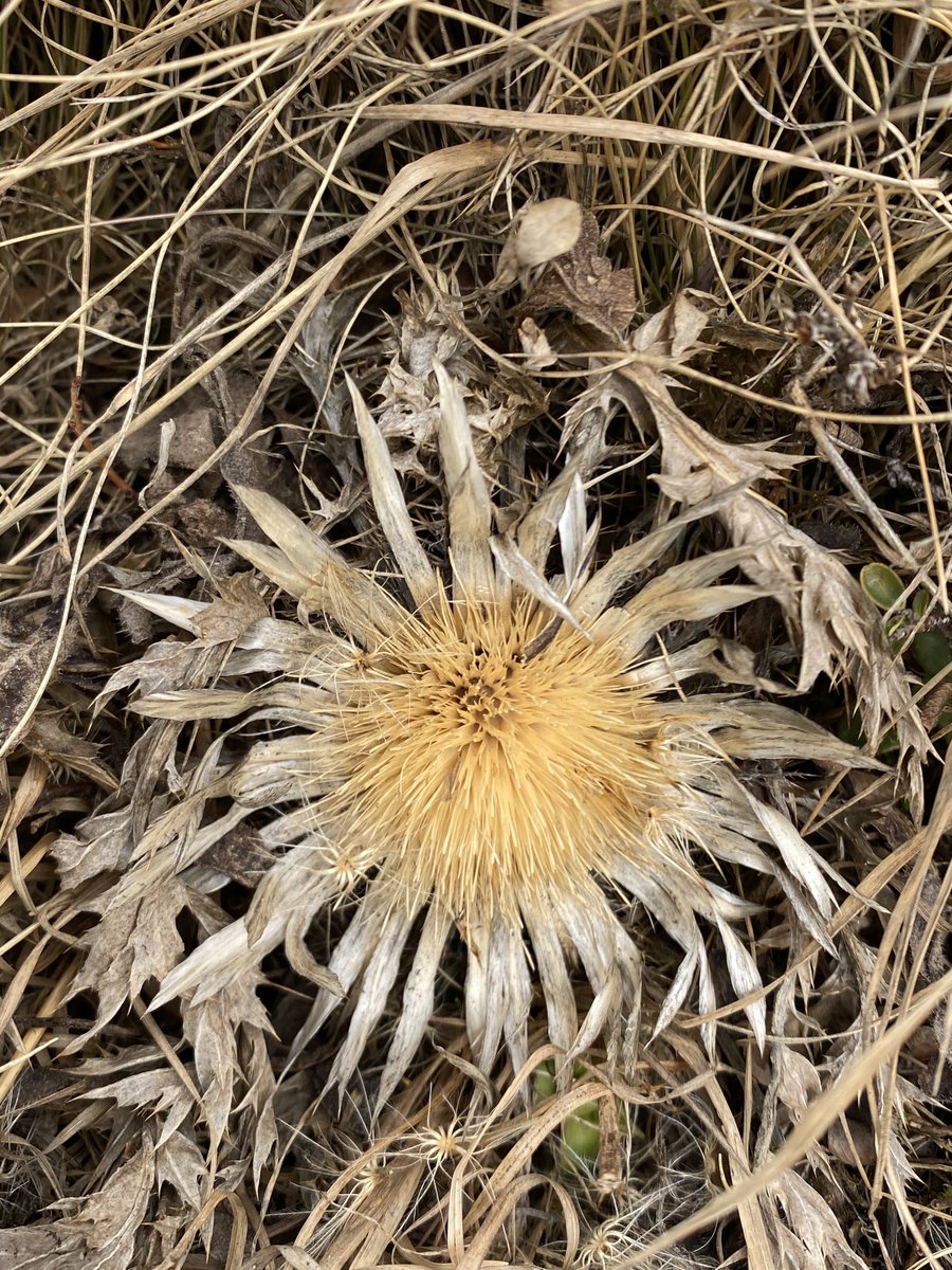 chrigwit's tweet photo. Diese Distel wartet auf bessere Zeiten und harrt den Dingen. Allen einen guten Start in den Samstag…😀👍

#Distel #Pflanze #stechen #spitz https://t.co/KLVLJKHC2z