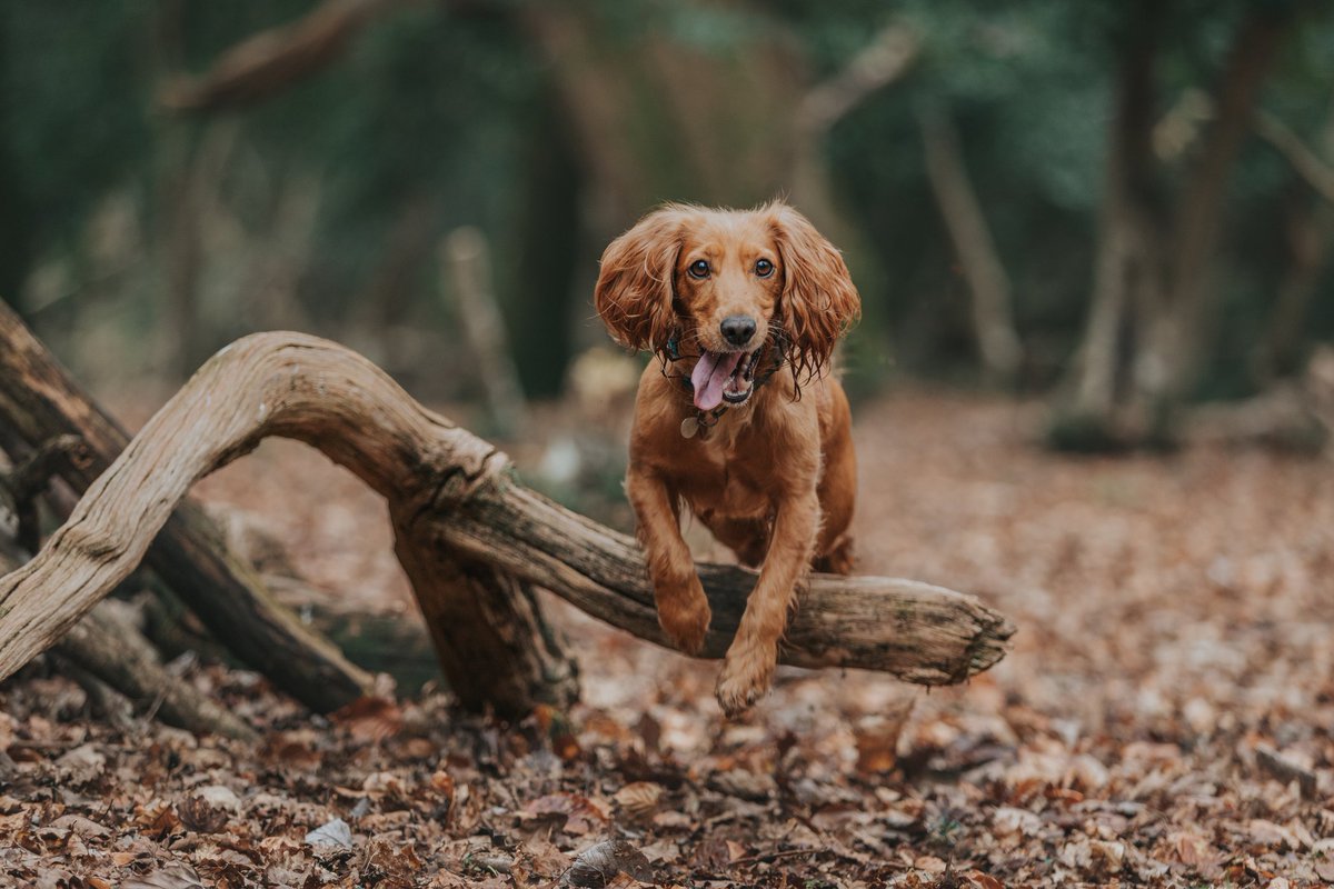 Happy weekend ❤️  #dogsoftwitter #twitterdogcommunity #DogTwitter