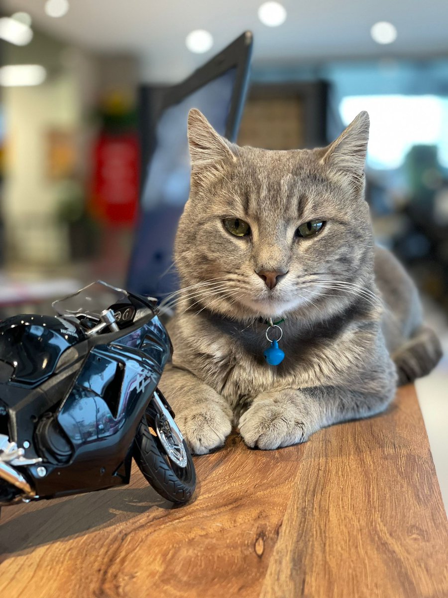 drdmotorbikes's tweet photo. Yeni oğlumuz Nardo Bey'de bir Honda sever. CBR1000XX in yanından ayrılmıyor.
#drdmotorbikes #motordrddenalınır #kedi #cats #CBR1100XX #hondamotosiklet https://t.co/RbnnSxP2z1