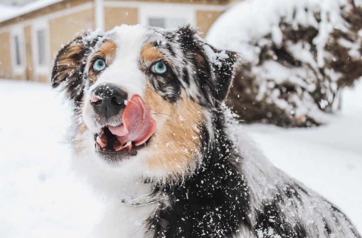 Can I submit Oak too? <a href="/BuschBeer/">Busch Beer</a> never tasted so good 😋#BuschBarkBracket #Contest