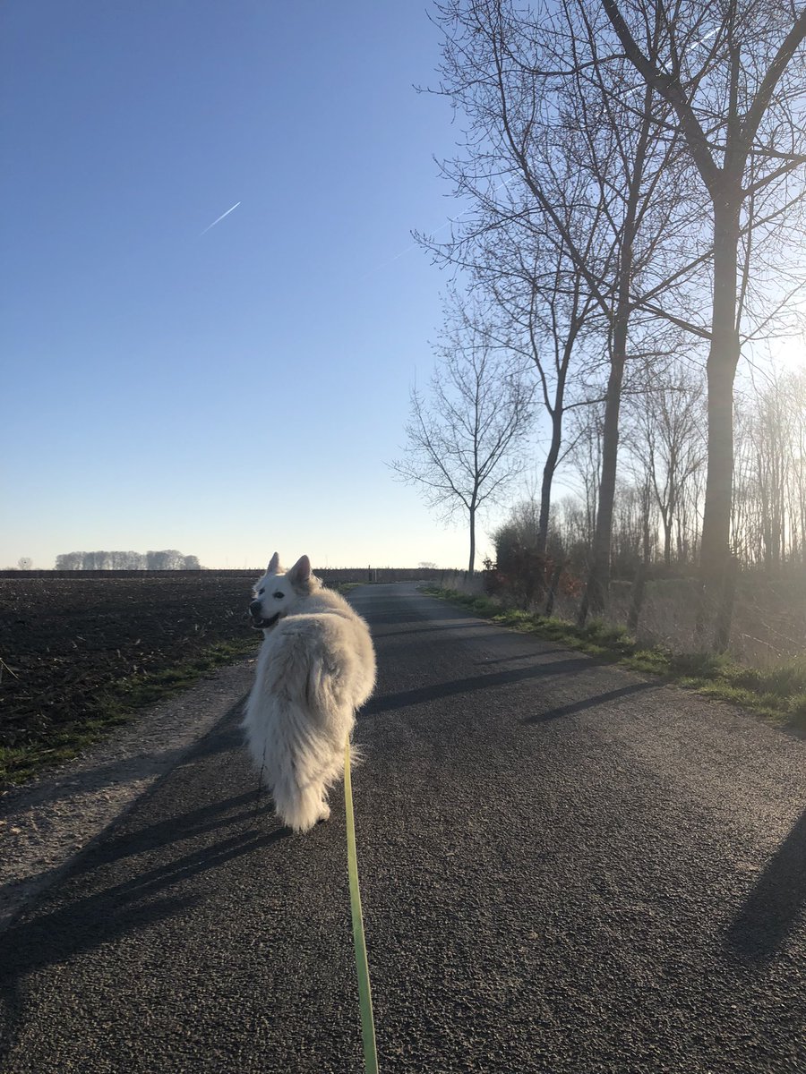 koenschrooten's tweet photo. Goeiemorgen! Groetjes uit #dilsen!
#belgiumbarking #dogsoverpeople https://t.co/A38CR14dGd