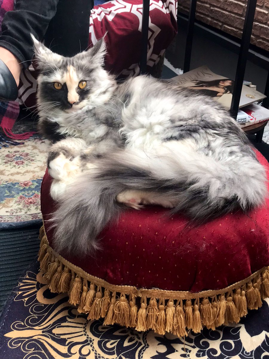 ロウズ⚜️🕒🫀Rose de Reficul tweet media