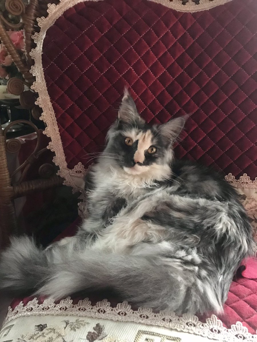 ロウズ⚜️🕒🫀Rose de Reficul tweet media