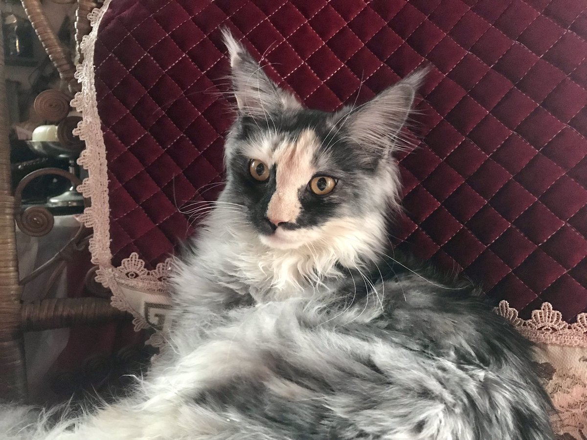 ロウズ⚜️🕒🫀Rose de Reficul tweet media