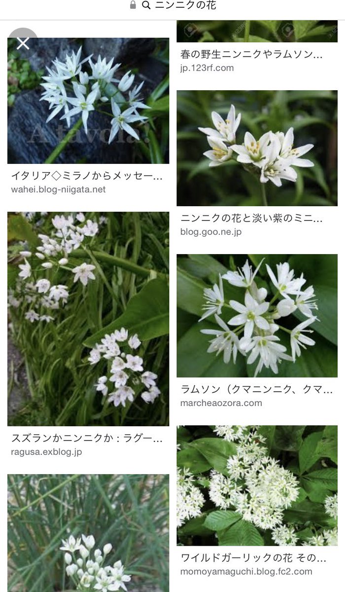 アッッッッッ!!!ロナルドの帽子についてる花ってニンニクの花か!!!!! 