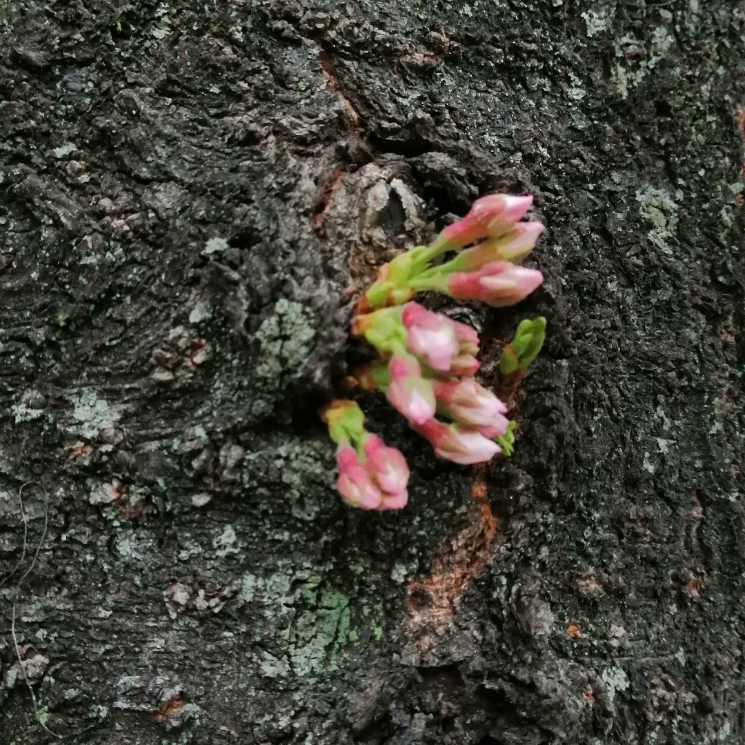 JAL_SAKURA's tweet photo. It's close to bloom. Tomorrow or the day after tomorrow...
This place is the origin of Somei Yoshino cherry, a typical species of cherry blossom despite some others. https://t.co/xMrJMKWTLK