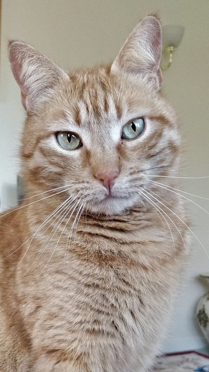 ZucoTheCat's tweet image. I'm in a very serious mood today.
Do you know what I'm thinking?  #Caturday ❤️