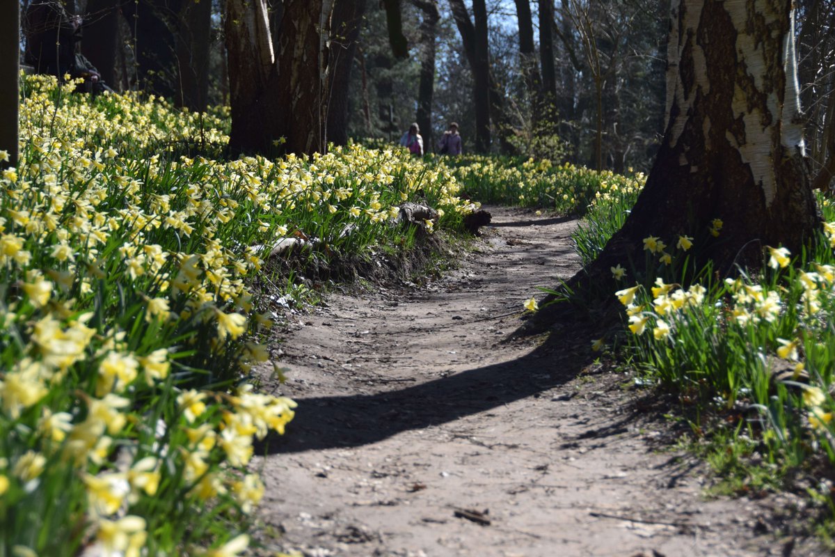 EssexWildlife's tweet photo. Looking for somewhere new to visit this weekend? Don't miss out on the spectacular display of daffodils and other spring flowers at our Warley Place nature reserve. This fascinating site is steeped in history and makes for a wonderful day out 🌼🌺🌸🌷🌹

https://t.co/kXcB0zGjFq https://t.co/przSwSMAvF
