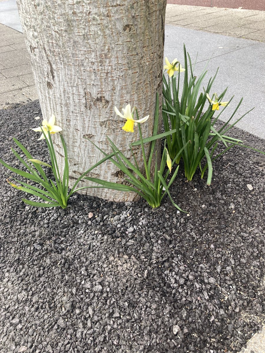 Tony Langlois tweet media