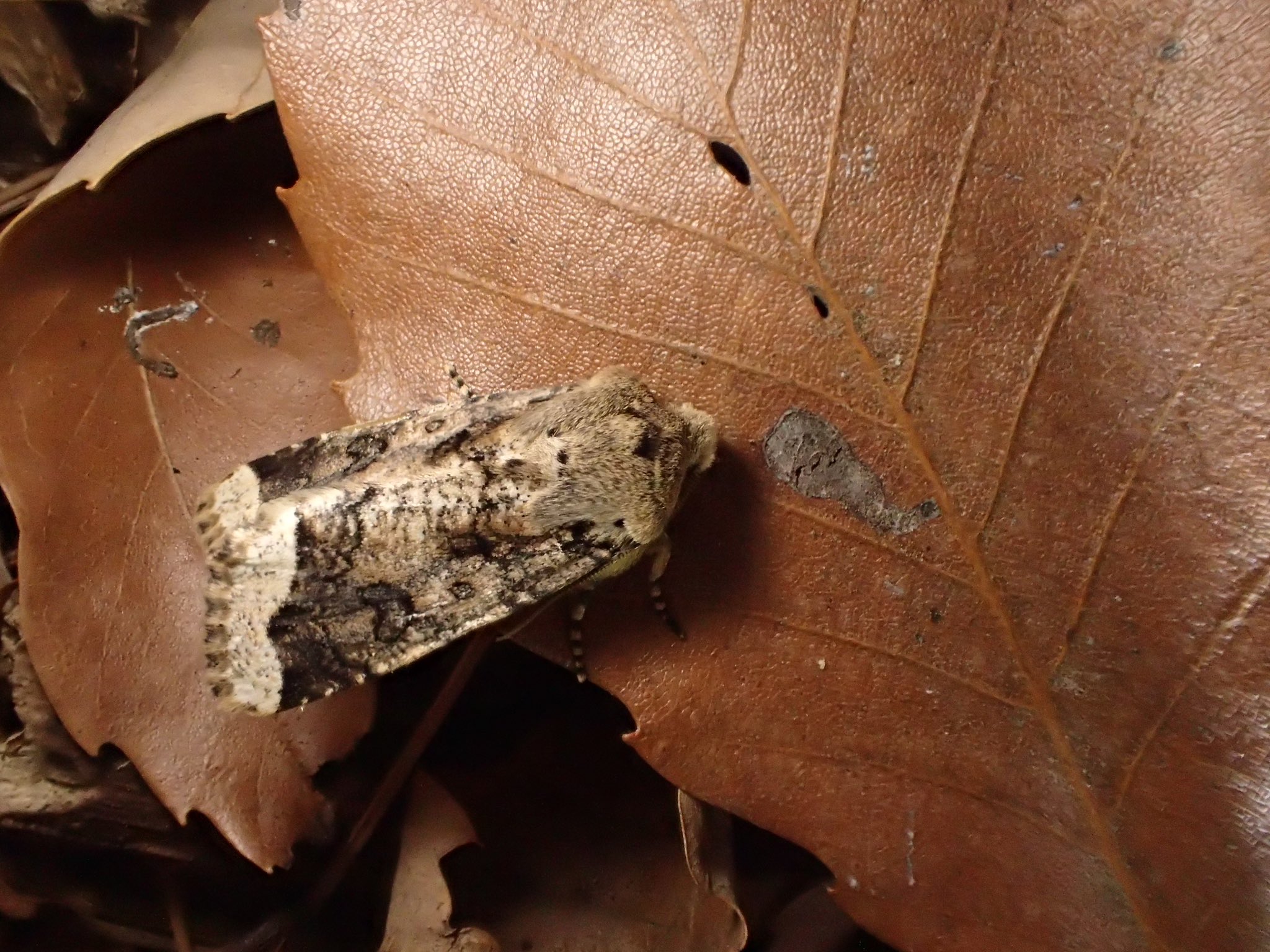 シロヘリキリガ